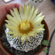 Astrophytum asterias super kabuto
