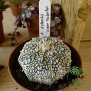 Astrophytum asterias ‘Super Kabuto’ – Rare Speckled Cactus for Collect