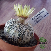 Astrophytum asterias ‘Super Kabuto’ – Rare Speckled Cactus for Collect
