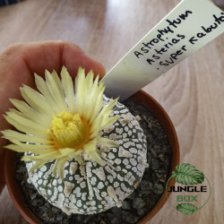 Astrophytum asterias ‘Super Kabuto’ – Rare Speckled Cactus for Collect