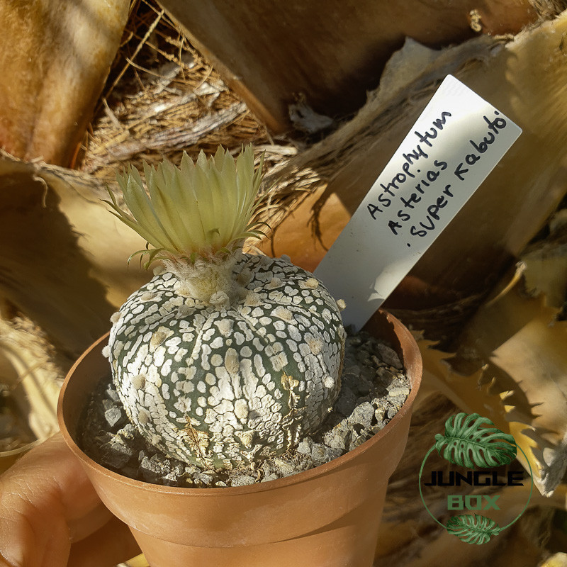 Astrophytum asterias super kabuto