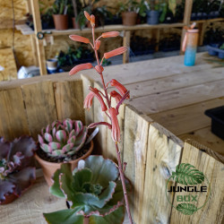 Aloe hybride – Succulente originale et colorée pour collection