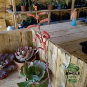 Aloe hybride – Succulente originale et colorée pour collection