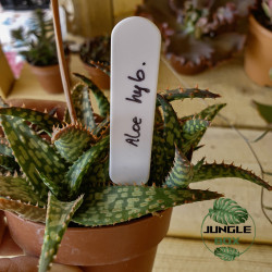 Aloe hybride