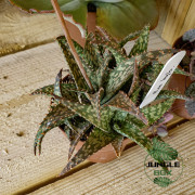 Aloe hybride – Succulente originale et colorée pour collection