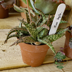 Aloe hybride – Succulente originale et colorée pour collection