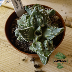 Faucaria ‘Monster’ – Succulente rare aux dents spectaculaires