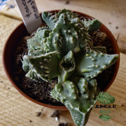 Faucaria ‘Monster’ – Succulente rare aux dents spectaculaires