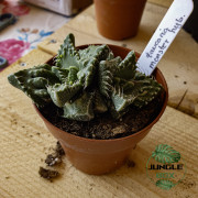 Faucaria ‘Monster’ – Succulente rare aux dents spectaculaires
