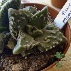 Faucaria ‘Monster’ – Succulente rare aux dents spectaculaires