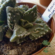 Faucaria ‘Monster’ – Succulente rare aux dents spectaculaires
