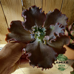 Echevia Mauve jade