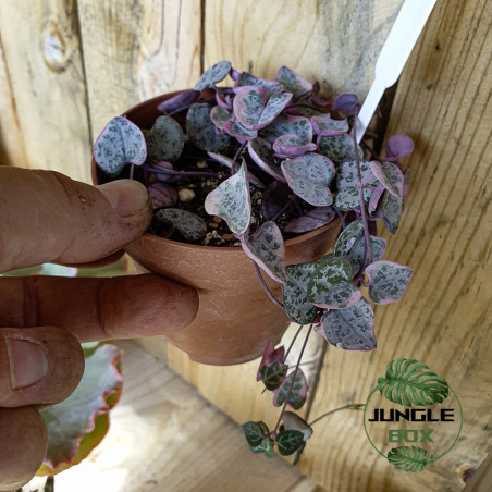 Ceropegia woodii – Chaîne des cœurs suspendue | JungleBox