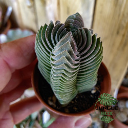 Crassula 'Temple de Bouddha' – Succulente graphique rare | JungleBox