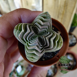 Crassula 'Temple de Bouddha' – Succulente graphique rare | JungleBox
