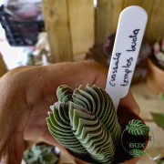 Crassula 'Temple de Bouddha' – Succulente graphique rare | JungleBox