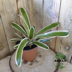 Neoregelia carolinae pink