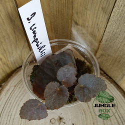 Begonia limprichtii – Bégonia compact à fleurs roses pour terrarium et