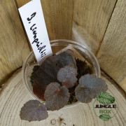 Begonia limprichtii – Bégonia compact à fleurs roses pour terrarium et