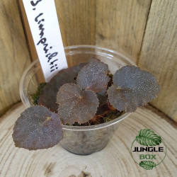 Begonia limprichtii – Bégonia compact à fleurs roses pour terrarium et