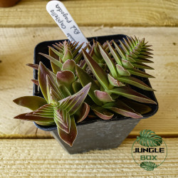 Crassula capitella red pagoda
