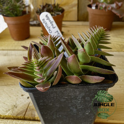 Crassula capitella ‘Red Pagoda’ – Succulente rouge décorative | Jungle