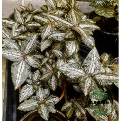 Pilea spruceana Silver Leaf
