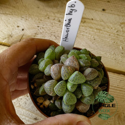 Haworthia hybrid