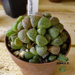 Haworthia hybrid