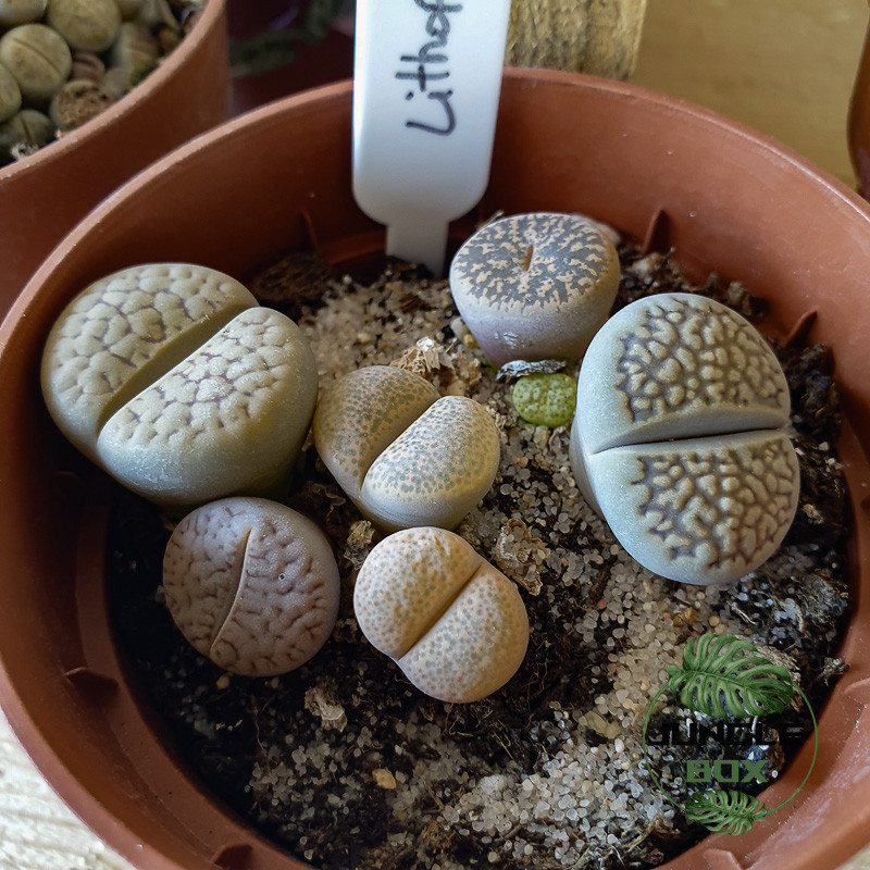 Lithrops sp