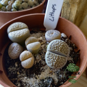 Lithops sp. – Plante succulente "pierres vivantes"