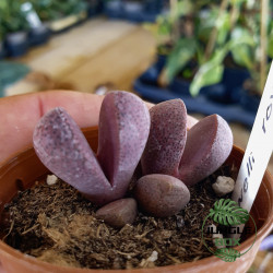 Pleiospylos nelli royal flush