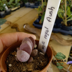 Pleiospilos nelii ‘Royal Flush’ – Fiche et conseils