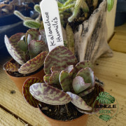 Kalanchoe humilis – Plante succulente facile à entretenir