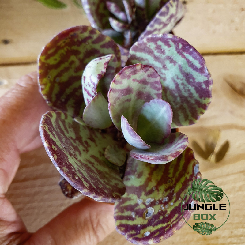 kalanchoe humilis