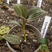 Ludisia discolor – Orchidée bijou rare | JungleBox