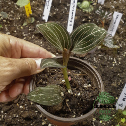 Ludisia discolor (orchidée bijou)
