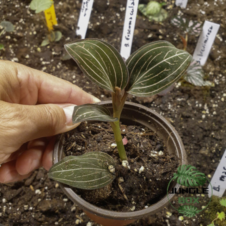 Ludisia discolor (orchidée bijou)
