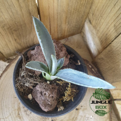 Agave américaine – Plante graphique et résistante