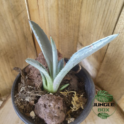 L’Agave américaine (Agave americana)