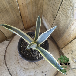 Agave américaine – Plante graphique et résistante