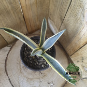 Agave américaine – Plante graphique et résistante