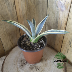 Agave américaine variegata (Agave americana var. marginata)
