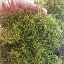 Brachythecium rutabulum – Mousse de sous-bois naturelle pour terrarium