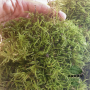 Brachythecium rutabulum – Mousse de sous-bois naturelle pour terrarium