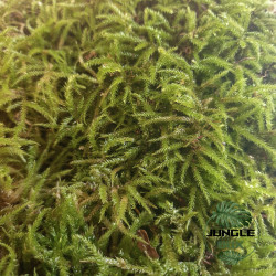 brachythecium rutabulum mousse de sous bois
