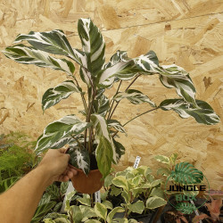 Calathea white fusion
