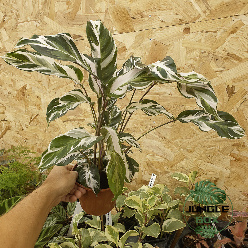 Calathea white fusion
