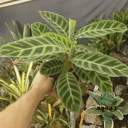 Calathea zebrina