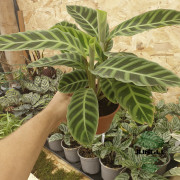 Calathea Zebrina – Plante d’intérieur au feuillage rayé | JungleBox